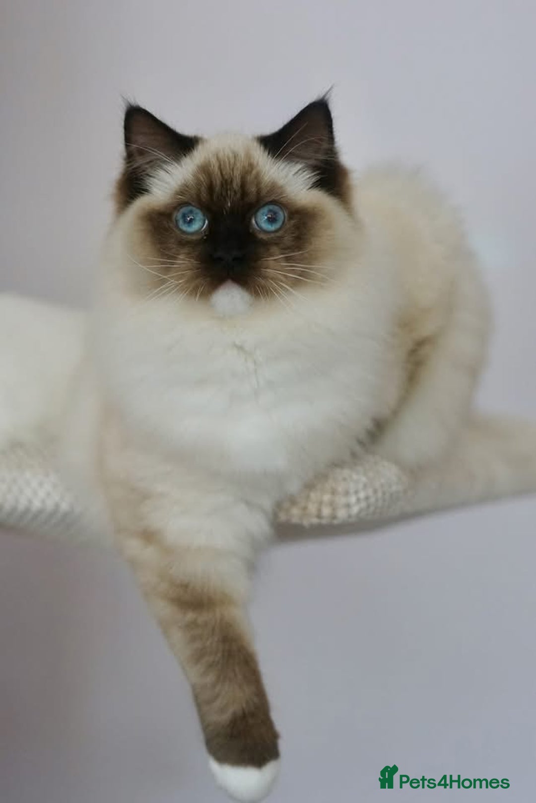 Ragdoll cats for sale: Pedigree Adult Ragdolls  - Advert 18