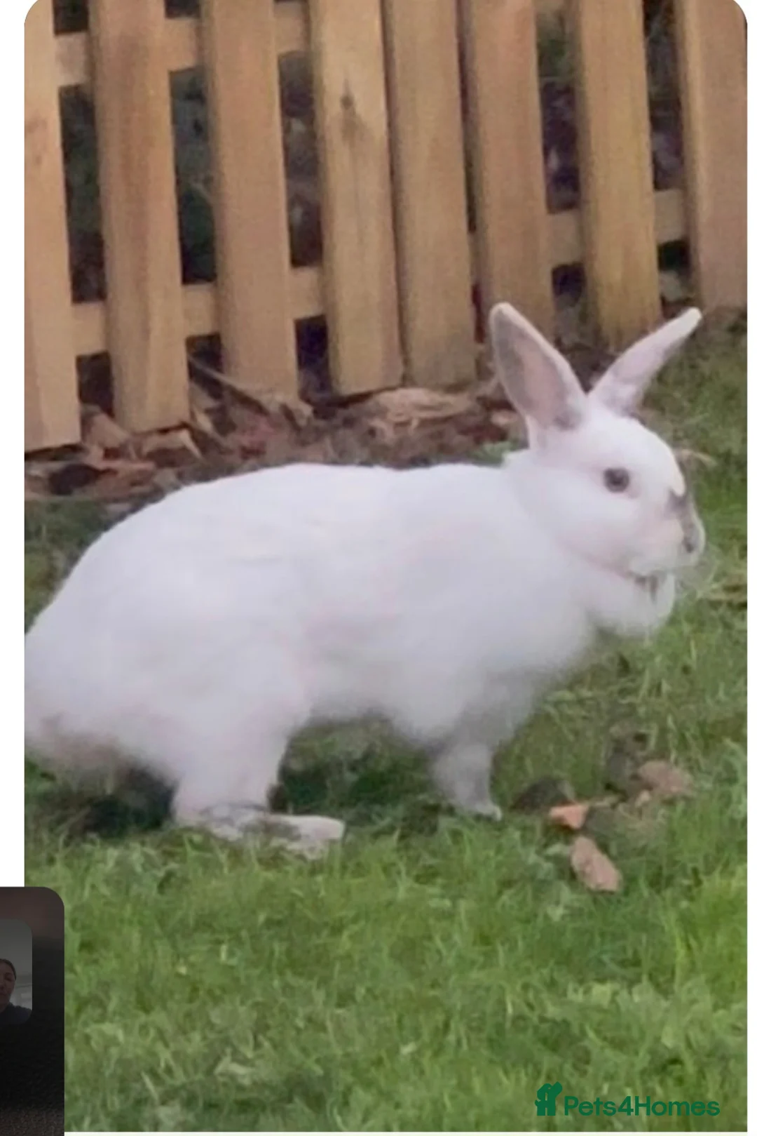 Mixed Breed rabbits for sale: Two rabbits  - Advert 1