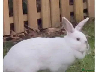 Mixed Breed rabbits Two rabbits - Advert 4