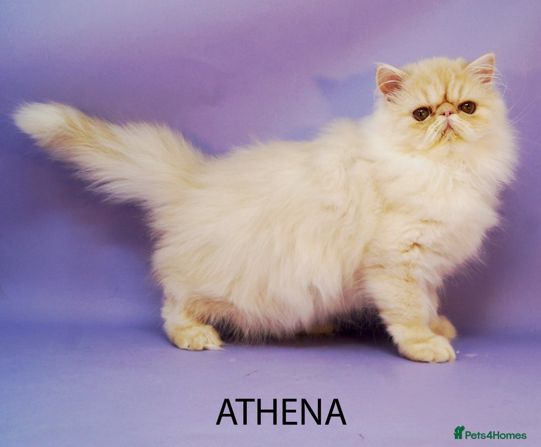 Persian cats for sale: GCCF Active - Show/Breed Quality Persian Females - Advert 3