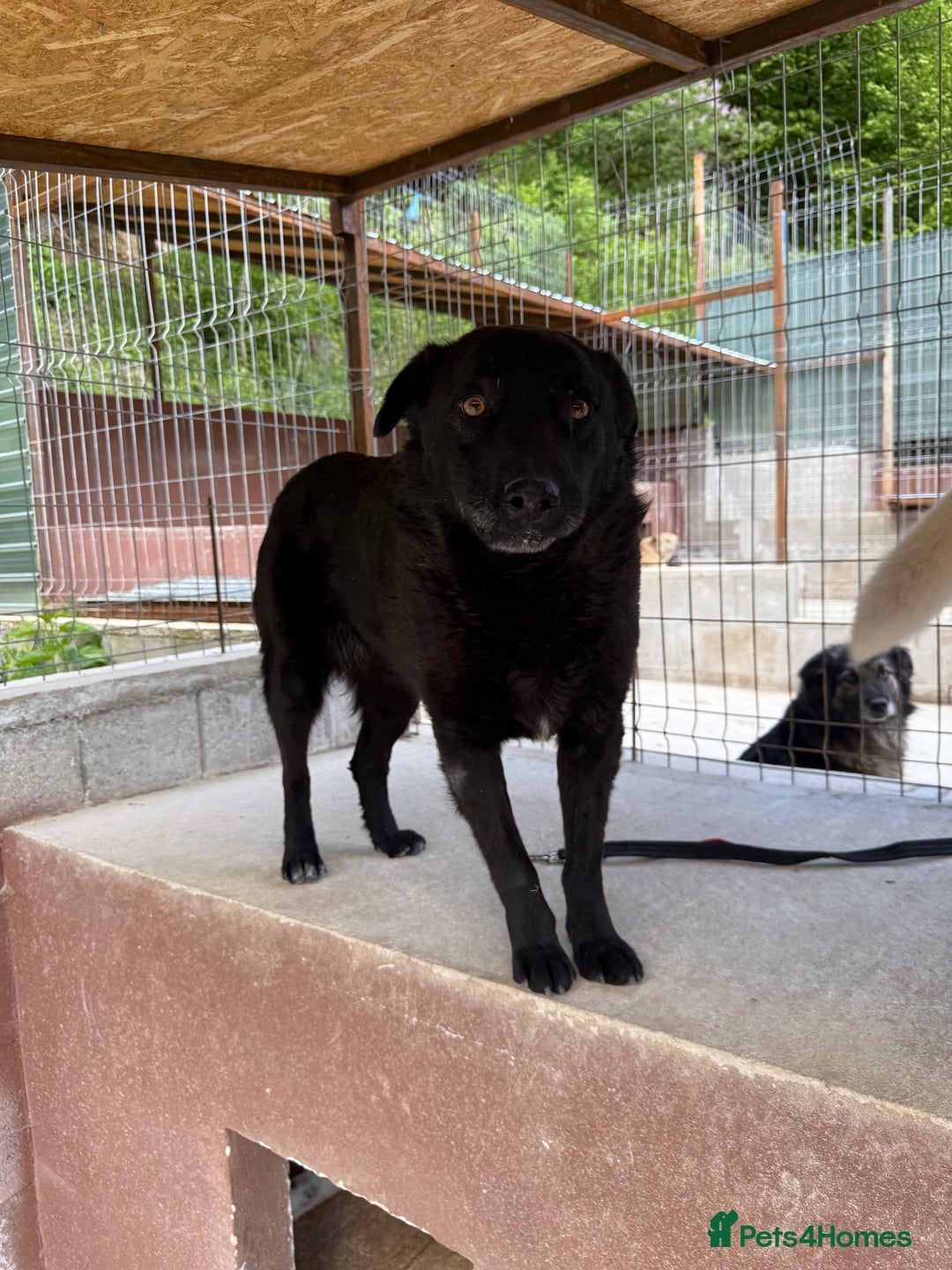 Mixed Breed dogs for adoption: Dragos 💙 - Advert 4