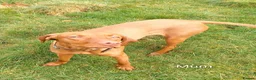 Hungarian Vizsla dogs for sale: Hungarian vizsla puppies  - Advert 5