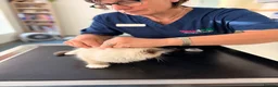 Ragdoll cats for sale: Last remaining Female Ragdoll GCCF Kitten - Advert 37