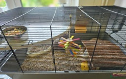 Rat rodents for sale: Two white and grey male rats - Image 1