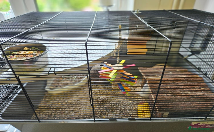 Rat rodents - Advert 3