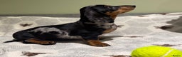 Miniature Dachshund dogs for sale: Ruby and Marley pups - Advert 31