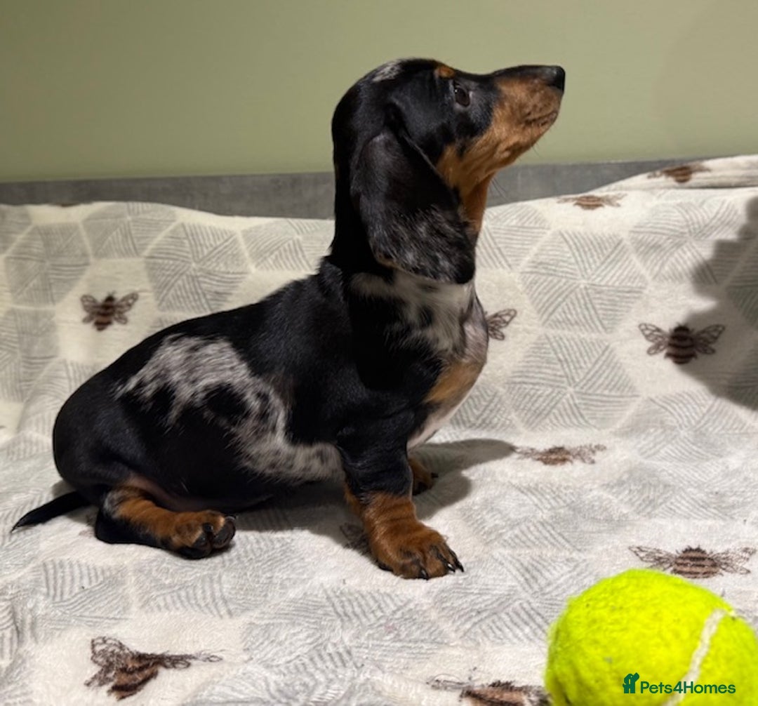 Miniature Dachshund dogs for sale: Ruby and Marley pups - Advert 31