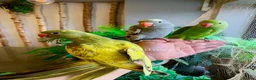 Ringnecks birds for sale: Hand Reared Baby Indian Ringneck Parrots For Sale - Advert 7
