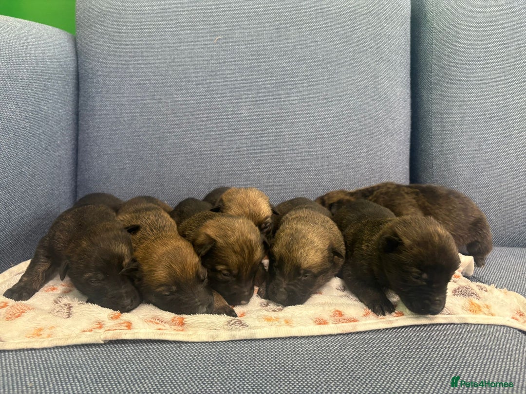 Belgian Shepherd Dog dogs for sale: 🐾Belgian Malinois Puppies Looking for Homes🐾 - Advert 1