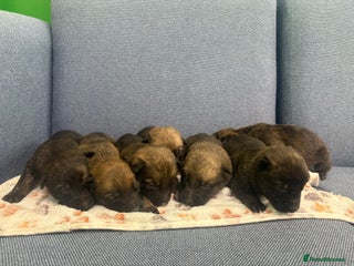 Belgian Shepherd Dog dogs 🐾Belgian Malinois Puppies Looking for Homes🐾 - Advert 12