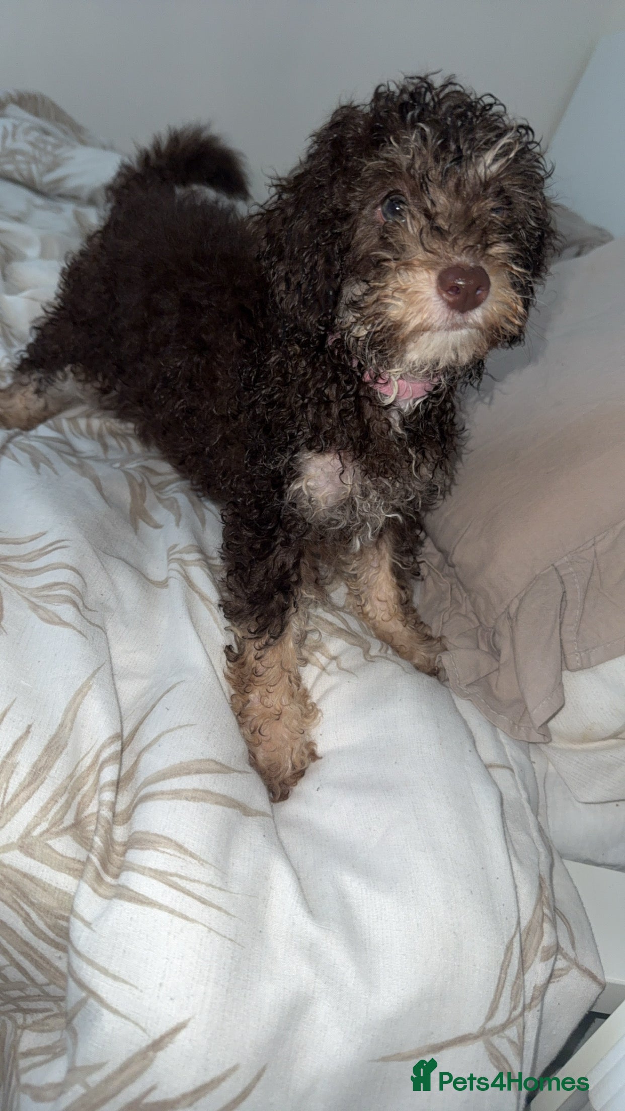 Toy Poodle dogs Chocolate phantom rare colour toy poodles KC REG - Advert 14