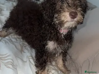 Toy Poodle dogs Chocolate phantom rare colour toy poodles KC REG - Advert 14