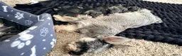 Miniature Schnauzer dogs for sale: 5th generation KC miniature schnauzer puppies  - Advert 9