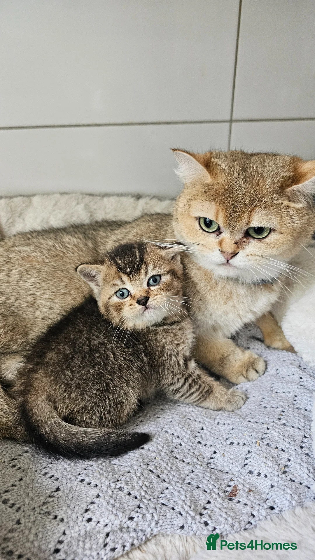 Scottish Fold cats for sale: Adorable golden black ticked scottish straight  - Advert 1