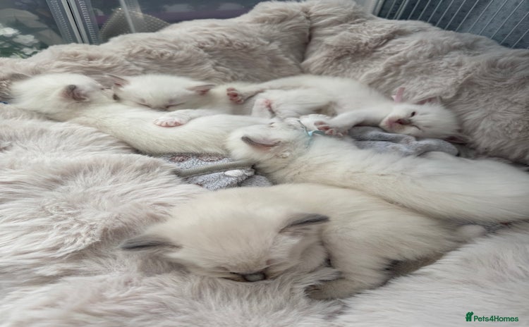 Ragdoll cats in Bishop Auckland - Advert 10