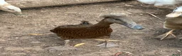 Ducks poultry for sale: Indian runner ducks,Emden geese,Muscovy,brown hens - Advert 7