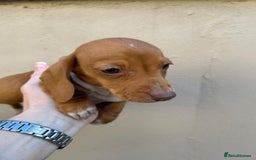 Miniature Dachshund dogs for sale: FOUR MINIATURE DACHSHUNDS PUPPIES FOR SALE - Image 7