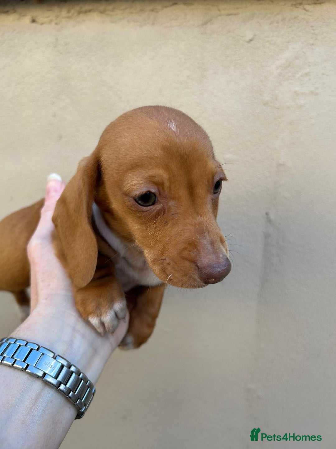 Miniature Dachshund dogs for sale: FOUR MINIATURE DACHSHUNDS PUPPIES FOR SALE - Image 7