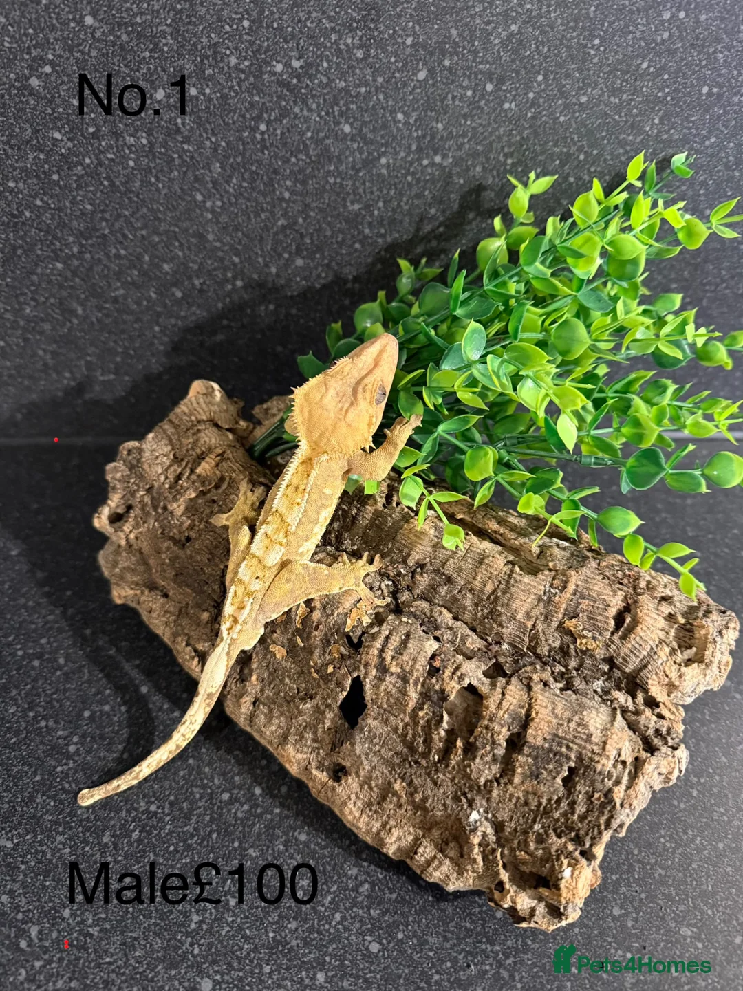Gecko reptiles for sale: crested geckos  in Dunfermline - Advert 1