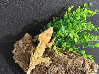 Gecko reptiles crested geckos - Advert 2