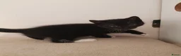 Domestic Shorthair cats for sale: 4 beautiful kittens  in Evesham - Advert 3