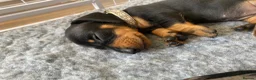 Miniature Dachshund dogs for sale: Miniature Dachshund Puppies - Advert 4