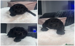 Cocker Spaniel dogs for sale: 7 beautiful cocker spaniel puppies black/brown - Advert 10