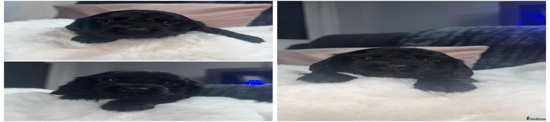 Cocker Spaniel Girl 2