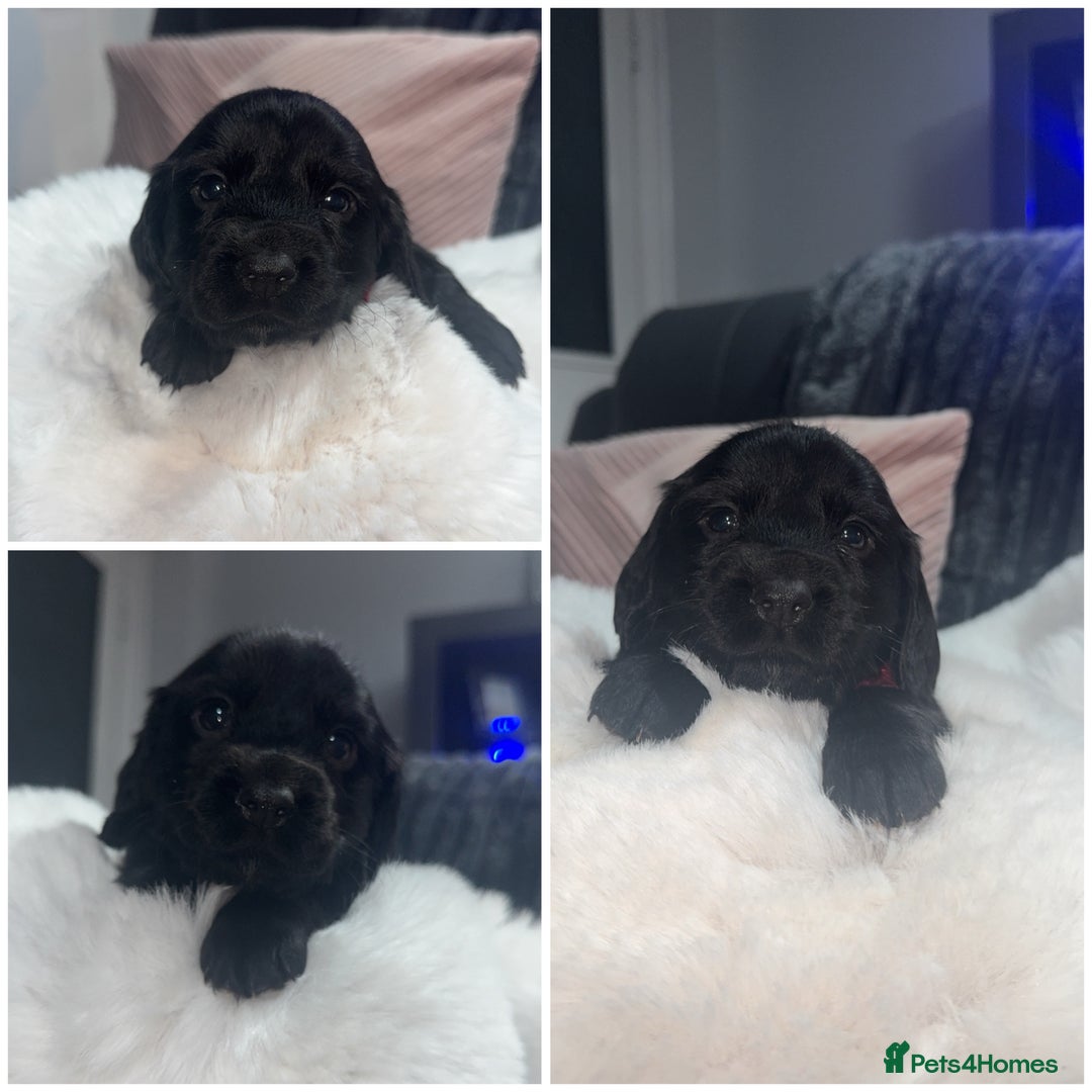 Cocker Spaniel dogs for sale: 7 beautiful cocker spaniel puppies black/brown - Advert 10