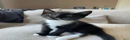 Mixed Breed cats for sale: Male kitten free - Advert 1