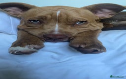 Mixed Breed dogs for sale: Pocket bully - Image 6