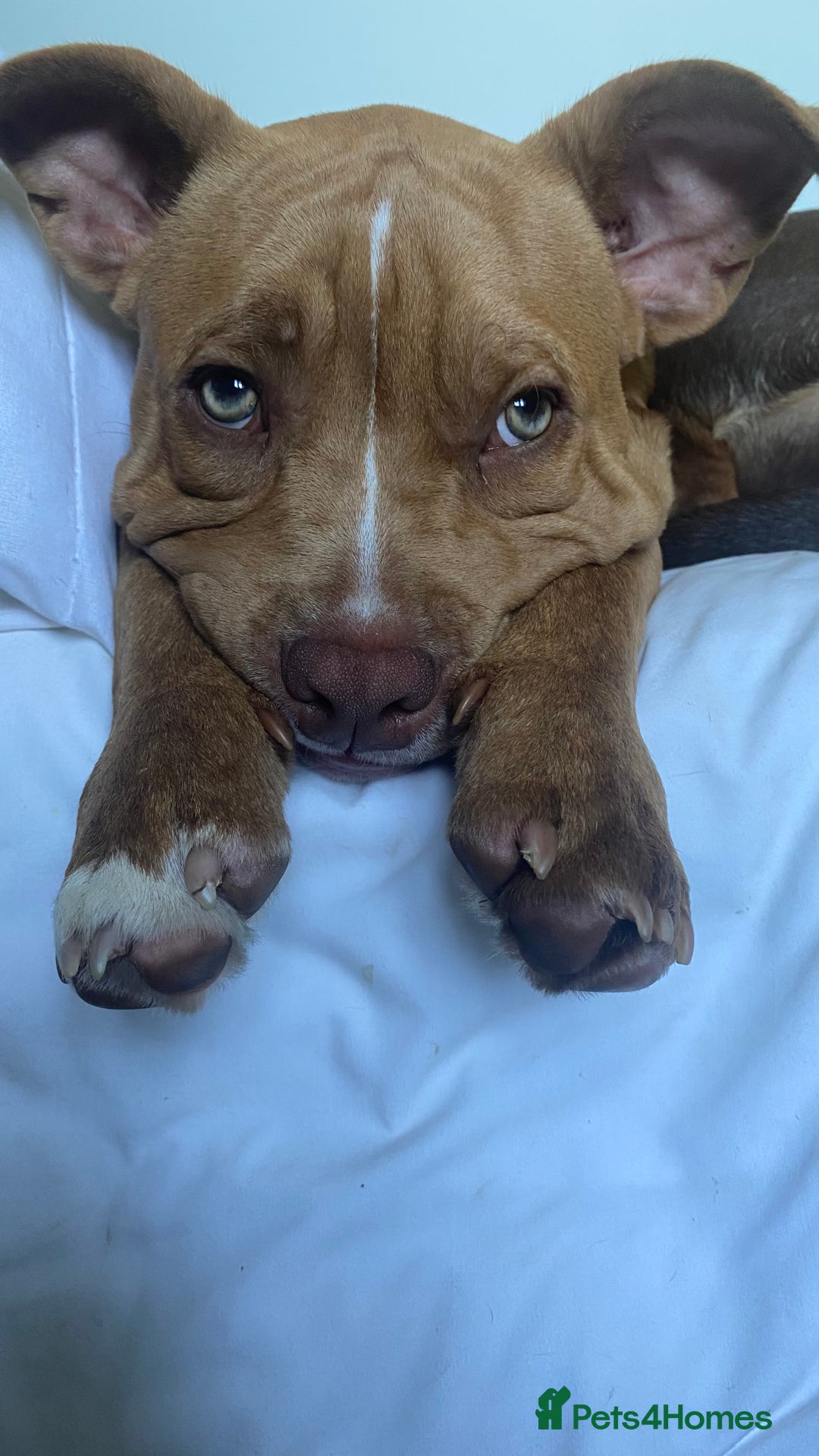 Mixed Breed dogs for sale: Pocket bully - Image 6