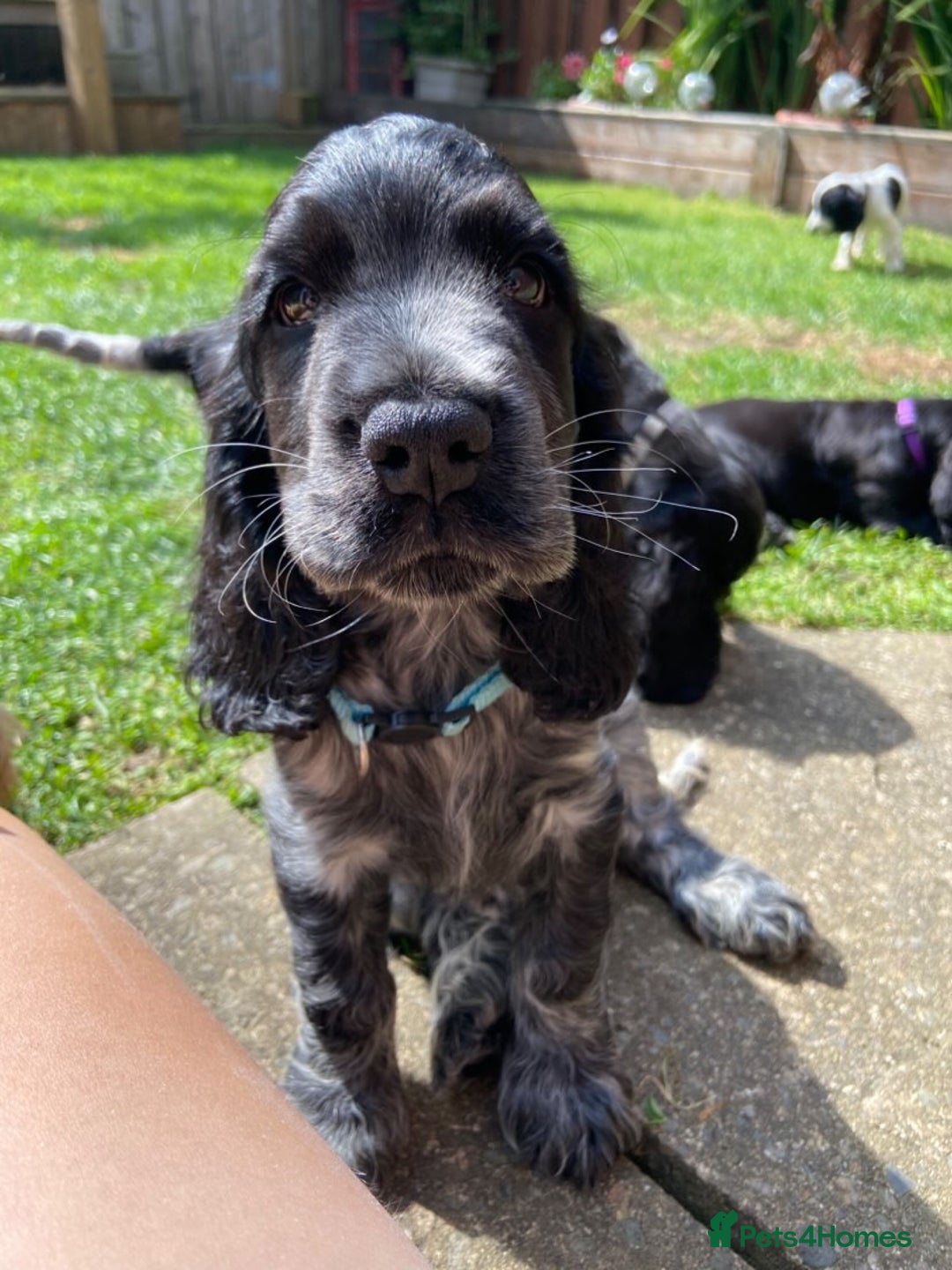 Cocker Spaniel dogs for sale: Show cocker spaniel pups  - Image 2