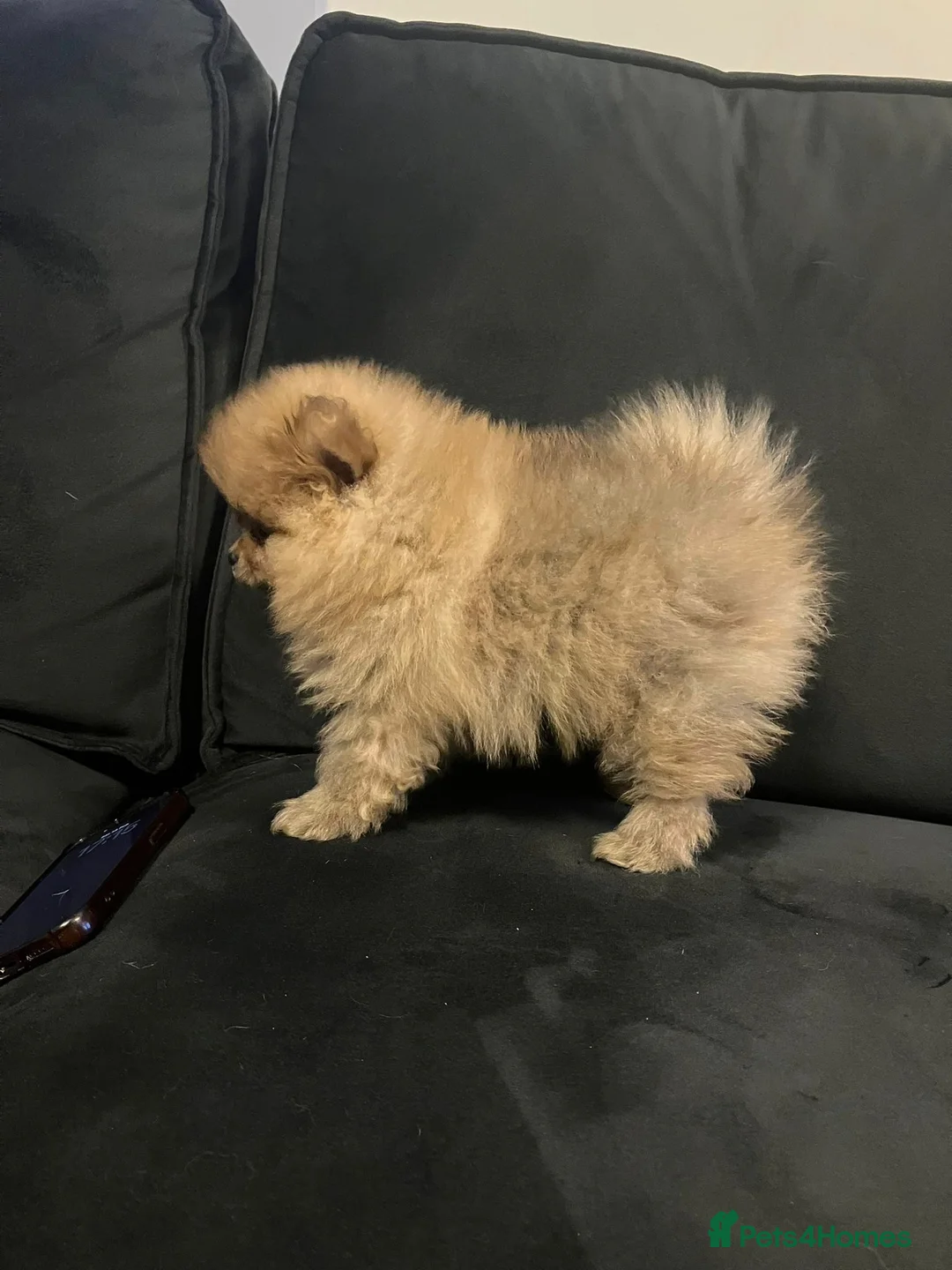 Pomeranian dogs for sale: Outstanding Teddy Bear Line - Champion blood line - Advert 13