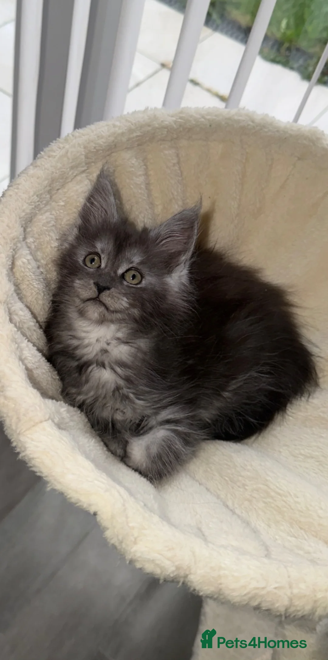 Maine Coon cats for sale: Beautiful main coon kitten - Advert 1