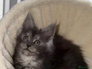 Maine Coon cats Beautiful main coon kitten - Advert 2