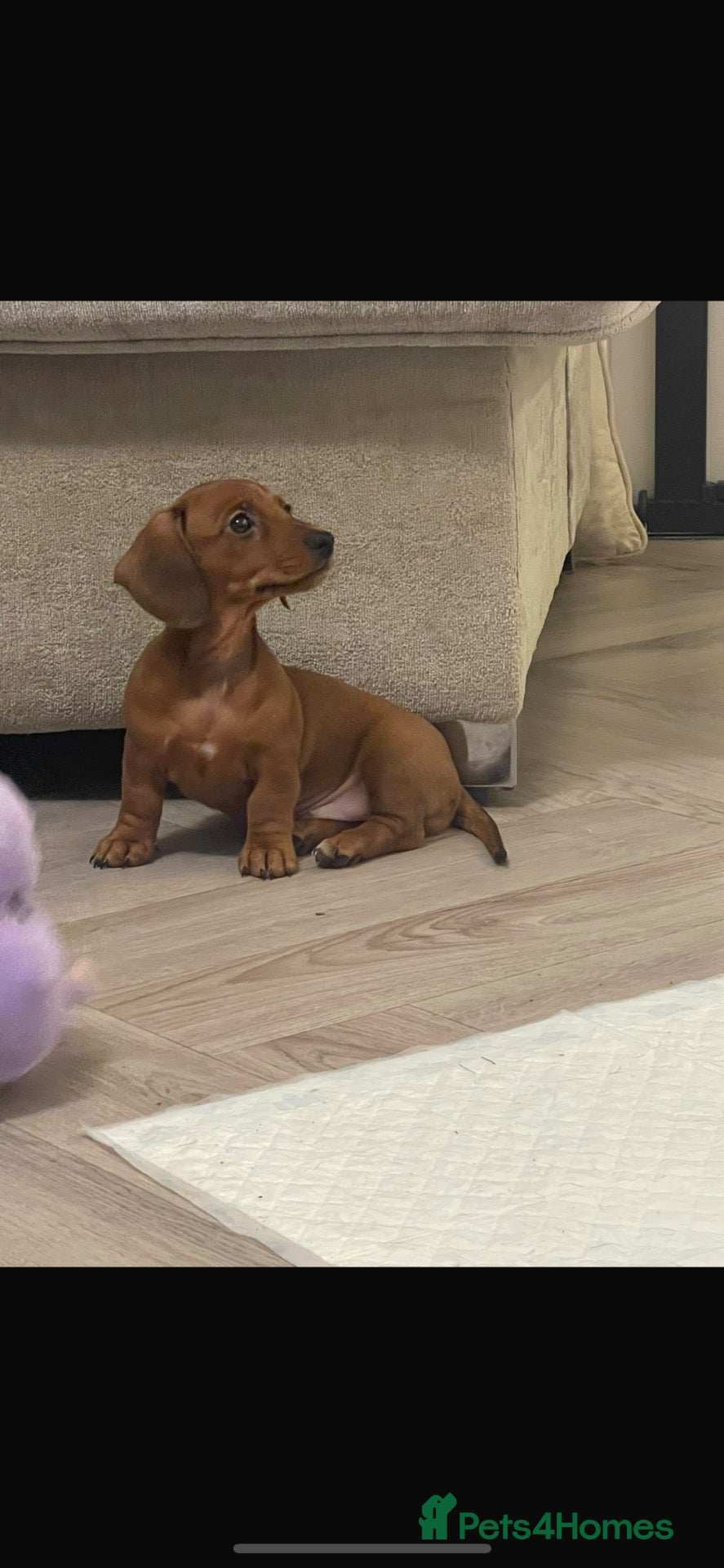 Miniature Dachshund dogs KC REG Mini dachshund puppies READY TO LEAVE - Advert 15