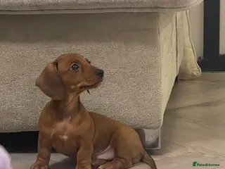 Miniature Dachshund dogs KC REG Mini dachshund puppies READY TO LEAVE - Advert 15