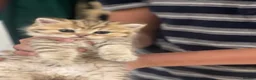 British Shorthair cats for sale: British Shorthairs  - Advert 24