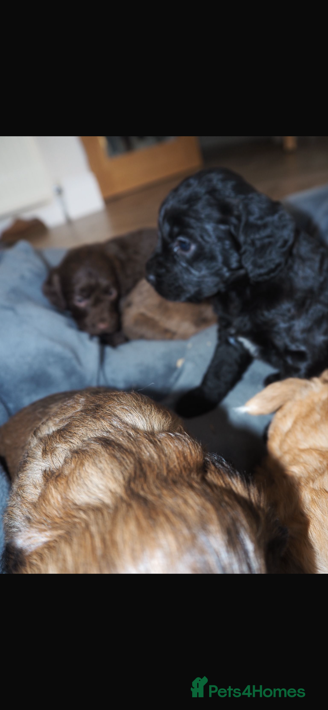 Cockapoo dogs for sale: Gorgeous cockerpoo  puppies for sale  - Image 12