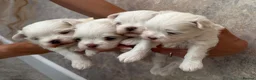 Maltese dogs for sale: One Beautiful Korean Maltese boy left for sale 🐾  - Advert 15
