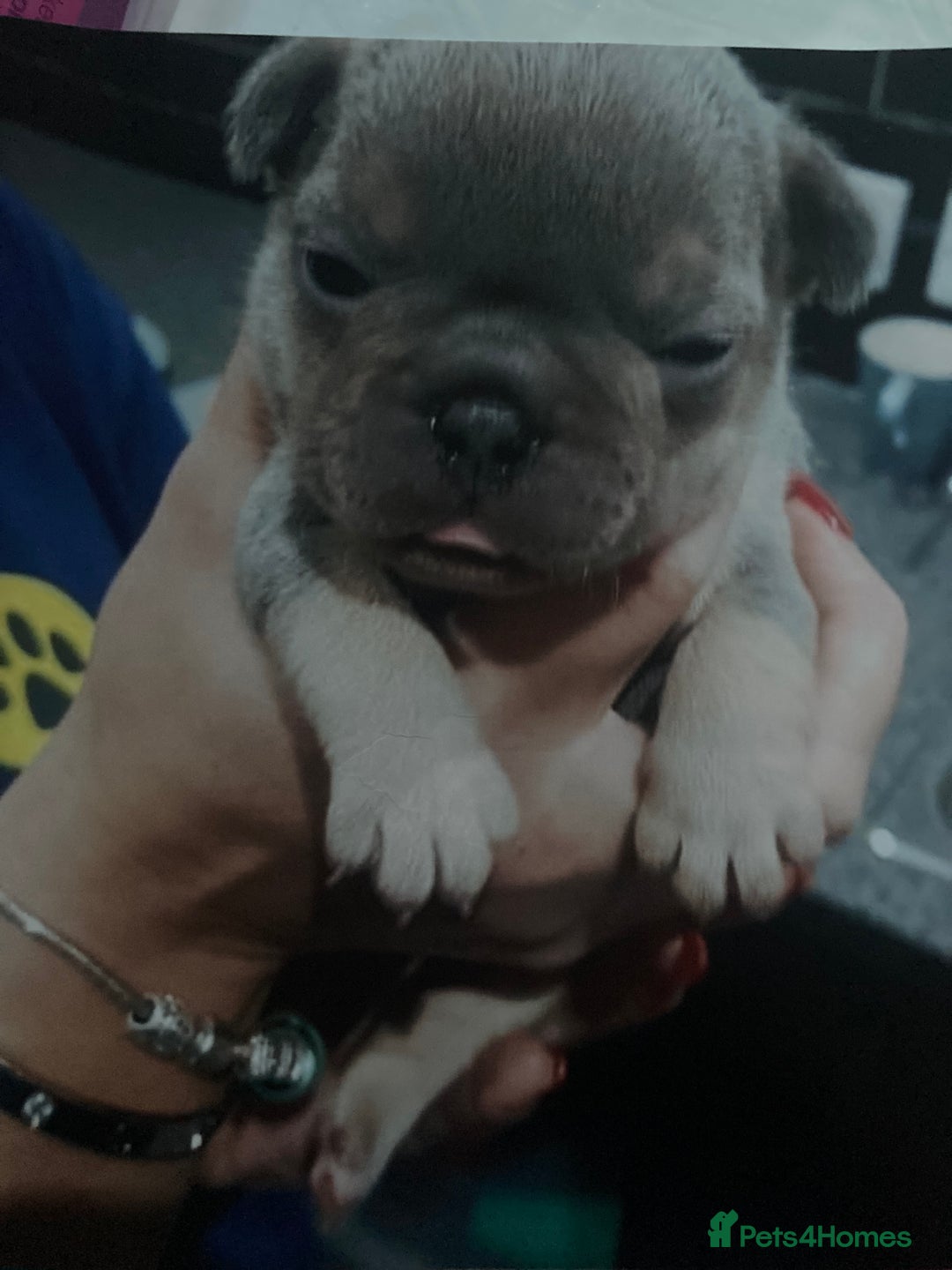 French Bulldog dogs for sale: Kennel club registered lilac French bulldog - Advert 5