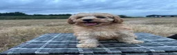 Labradoodle dogs for sale: F1b health tested Labradoodles 🌼 - Advert 6