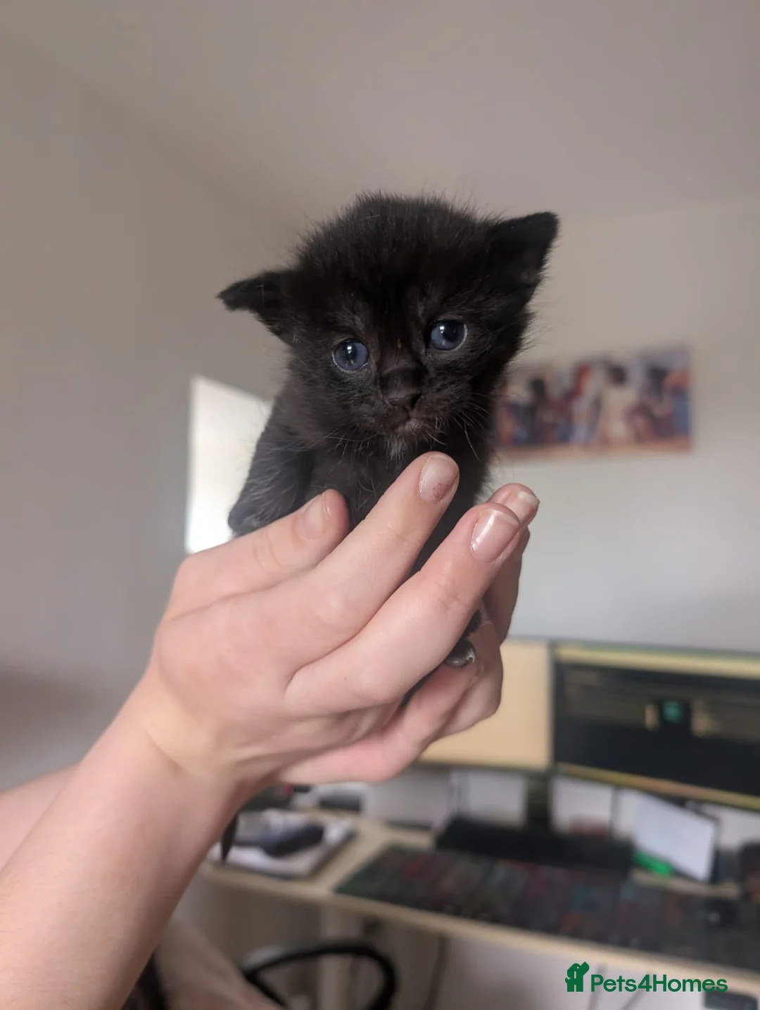 Mixed Breed cats for sale: BEAUTIFUUL KITTENS FOR SALE in Ellon - Advert 2