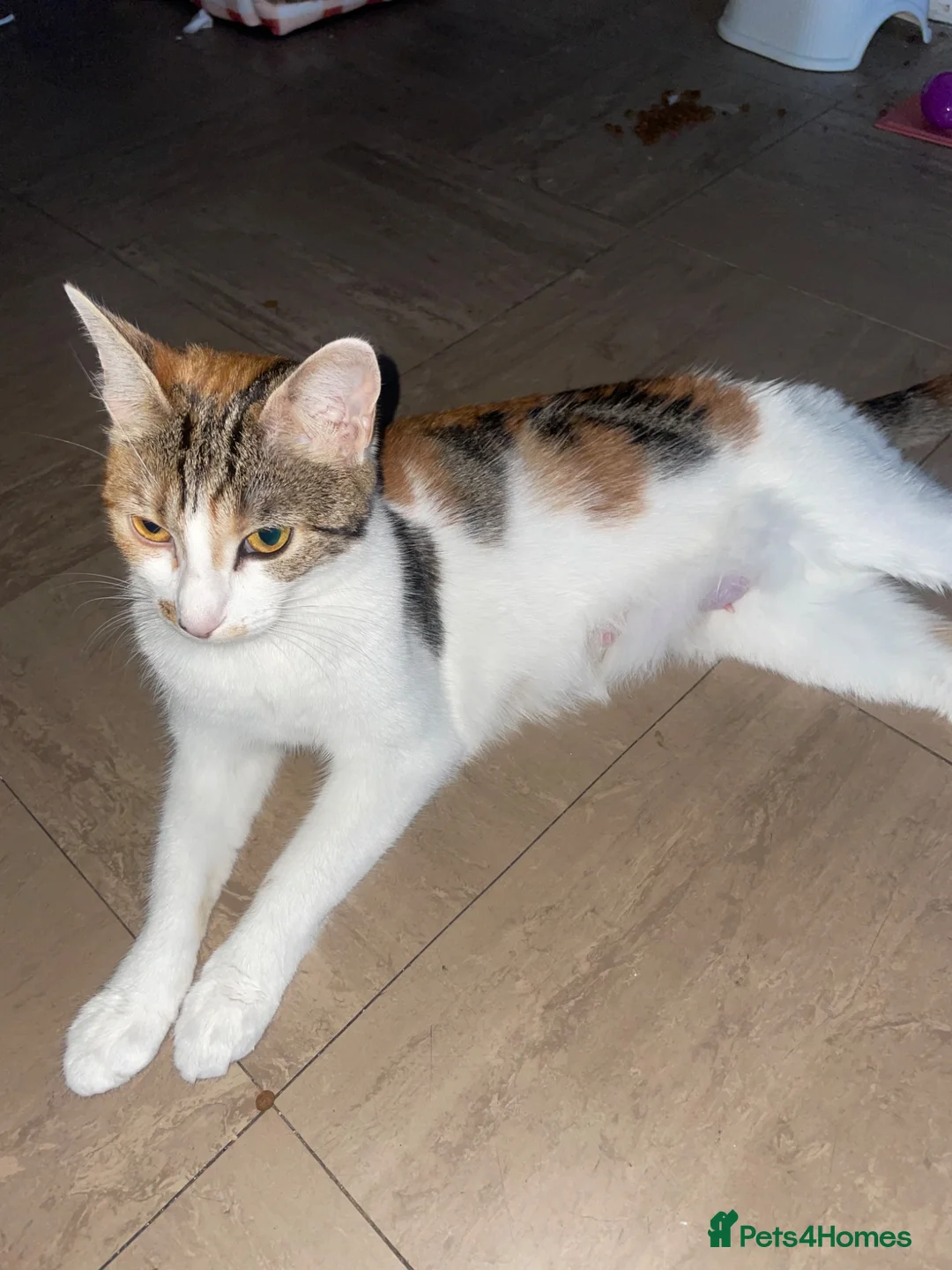 Mixed Breed cats for sale: Cute mixed kittens calico  - Advert 2