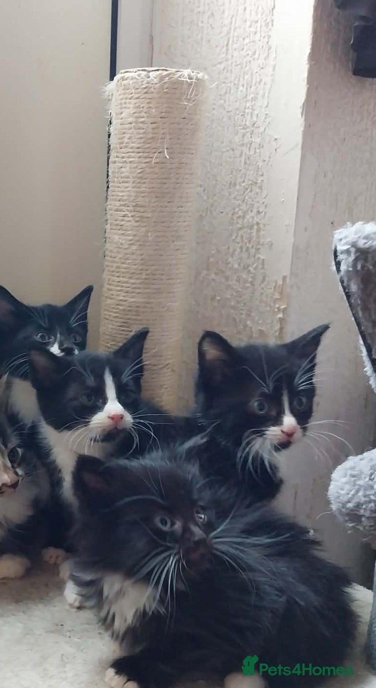 Mixed Breed cats Beautiful kittens Ready now  - Advert 2