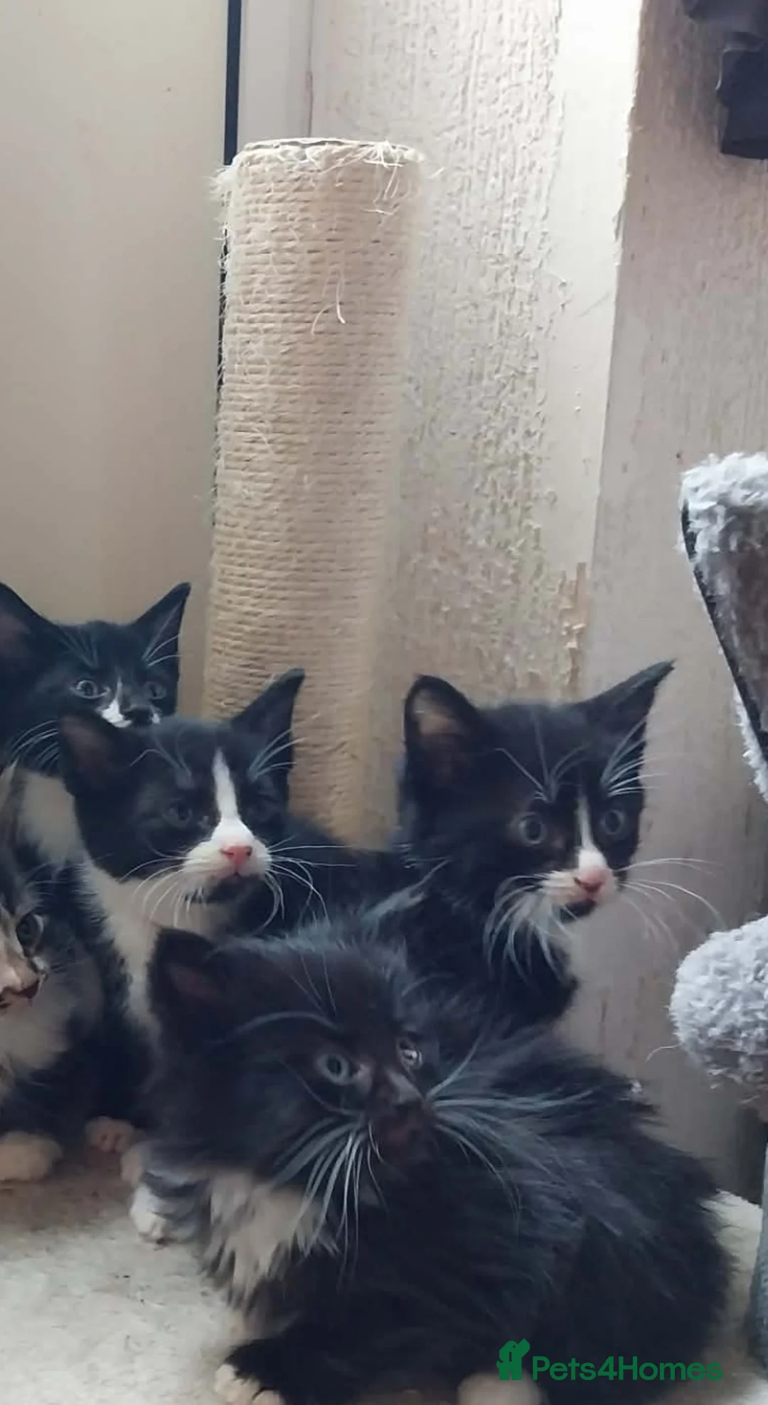 Mixed Breed cats for sale: Beautiful kittens Ready now  in Towcester - Advert 2