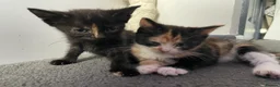 Mixed Breed cats for sale: 2 female kittens for sale in Brum!! in Birmingham - Advert 2