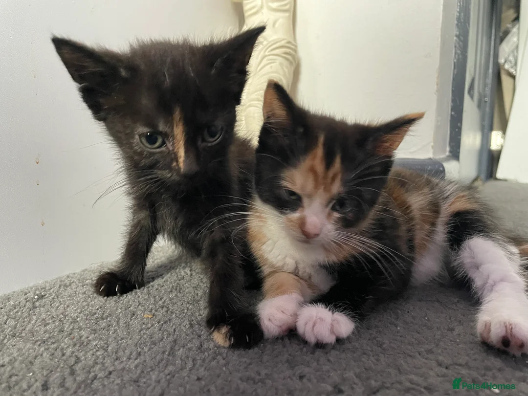 Mixed Breed cats for sale: 2 female kittens for sale in Brum!! in Birmingham - Advert 2