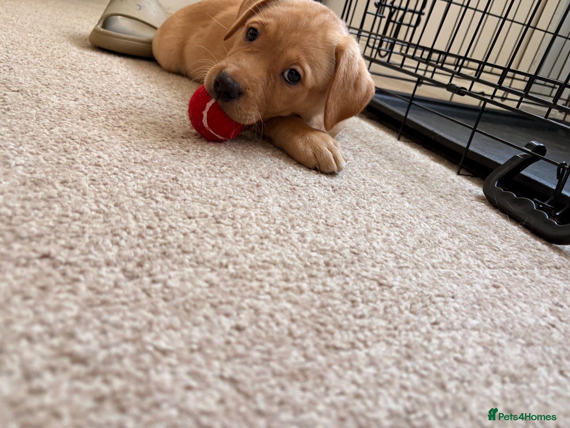 Mixed Breed dogs Labrador x staff - Advert 2